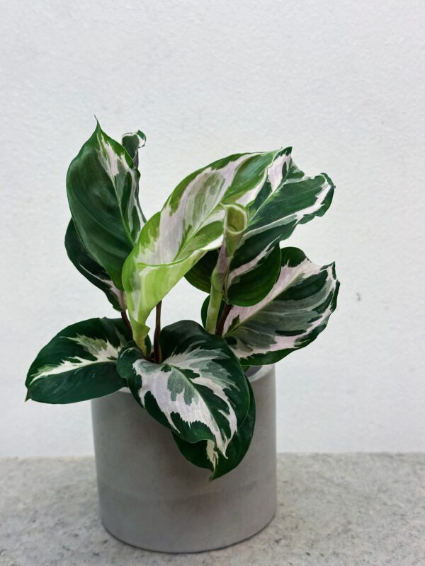 Calathea White fusion