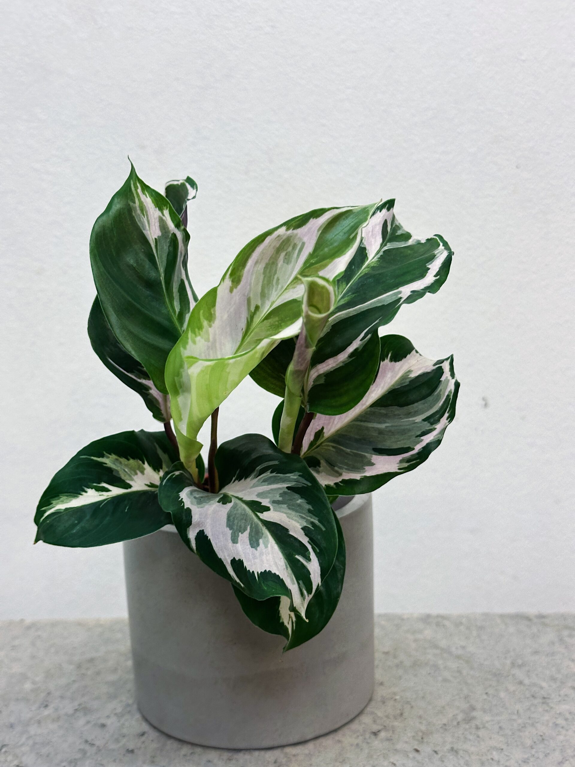 Calathea White fusion
