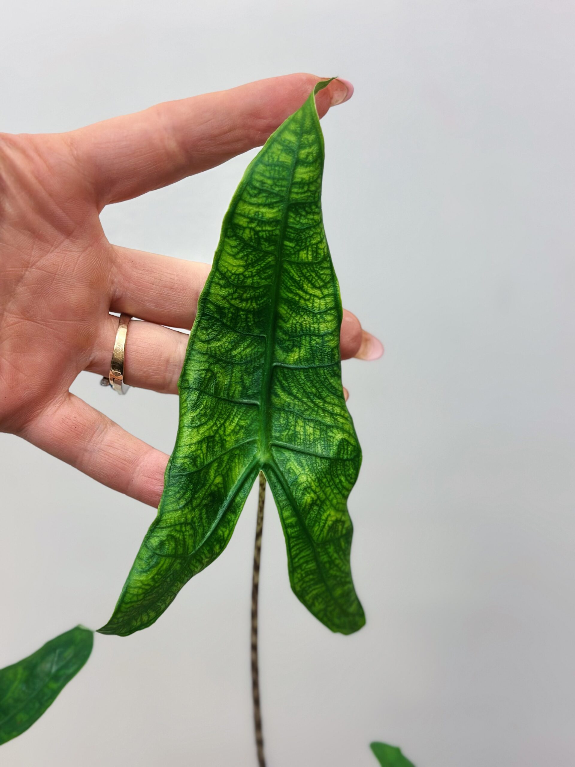 Alocasia reticulata - Image 2