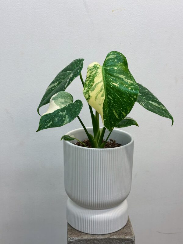 Monstera deliciosa Thai constellation