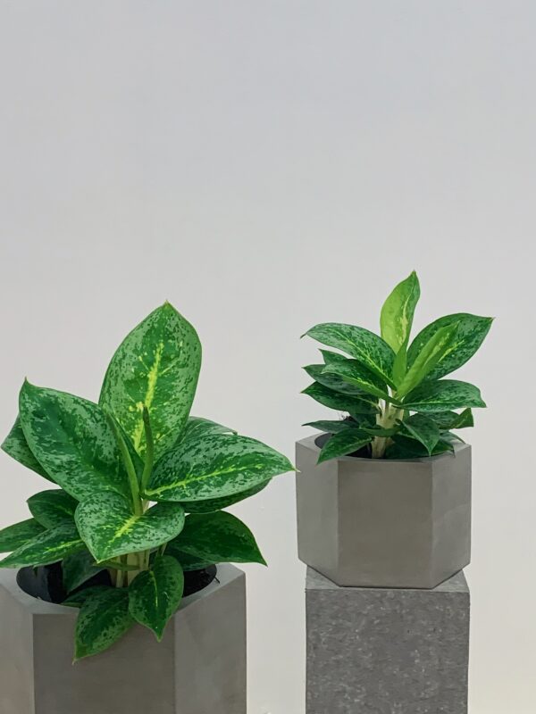 Aglaonema Lemon mint