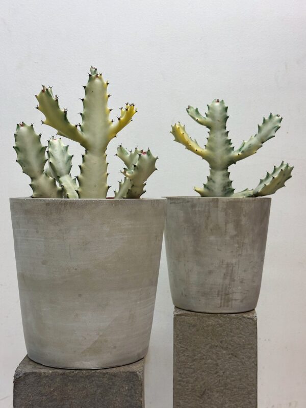 Eupborbia lactea White ghost
