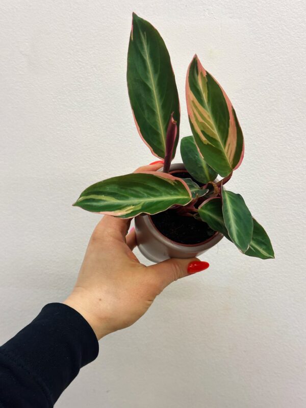 Stromanthe Triostar