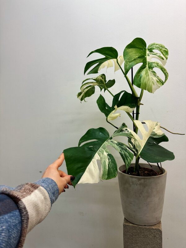 Monstera deliciosa variegata