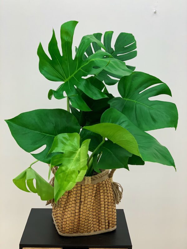 Monstera deliciosa