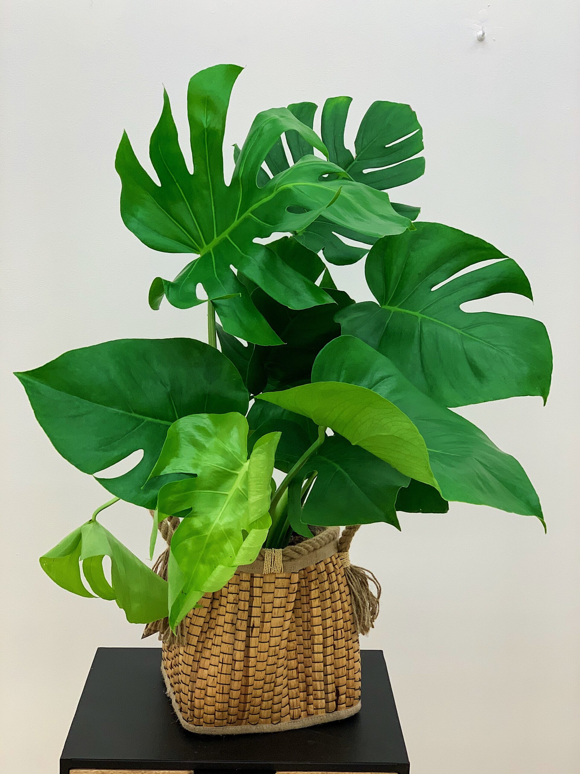 Monstera deliciosa