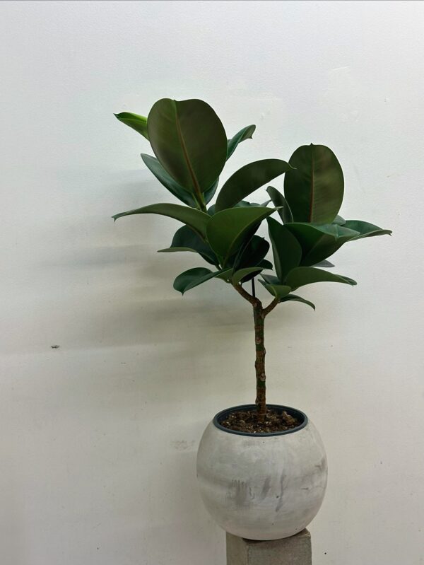 Ficus elastica Cloe